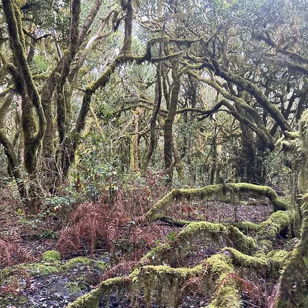 Jardin Hayas Valle Gran Rey
