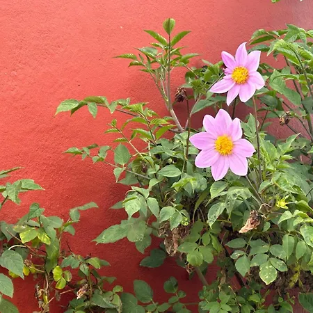 Jardin Hayas Εξοχικό σπίτι Valle Gran Rey
