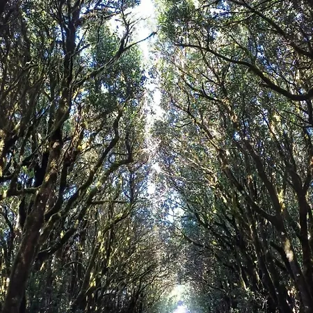 Jardin Hayas