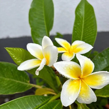 Lantställe Jardin Hayas *